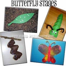 Stages of a Butterfly {CRAFTS}