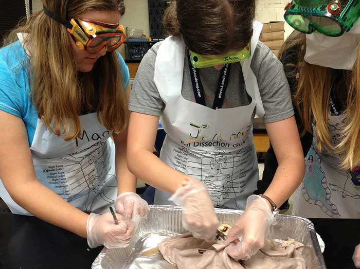 three girls performing a science dissection